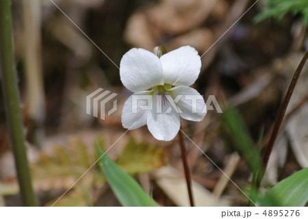 白いスミレ 4895276