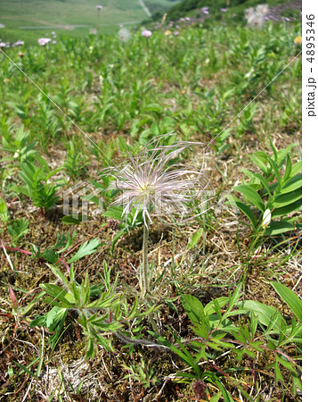 オキナグサ オキナグサ 4895346