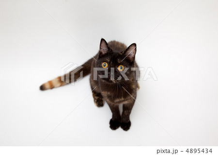 お行儀よく座る猫 お行儀よく座る猫 4895434