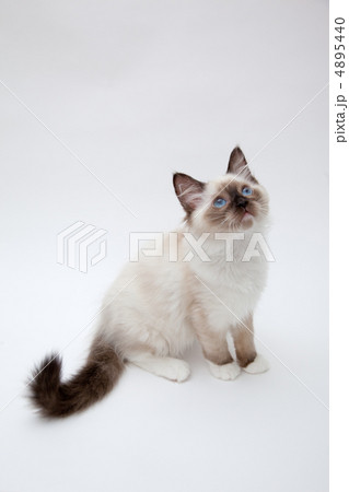 メインクーンの子猫 4895440