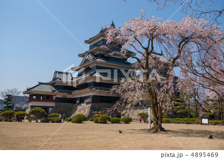 春の松本城と駒つなぎの桜 春の松本城と駒つなぎの桜 4895469
