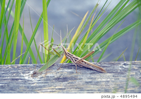 はじめまして 4895494