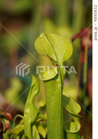 サラセニア食虫植物です。和名は瓶子草（へいしそう） 4895632
