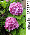 雨の日のアジサイ 4895821