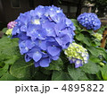 雨の日の紫陽花 4895822