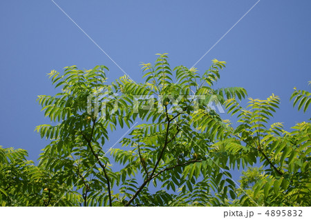 烏山椒カラスザンショウ 揚羽蝶が集まる木です。 烏山椒カラスザンショウ 揚羽蝶が集まる木です。 4895832