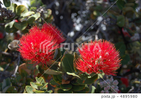 オヒアレフア 4895980