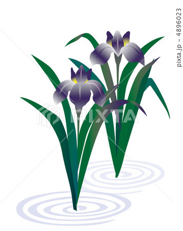 菖蒲01 4896023