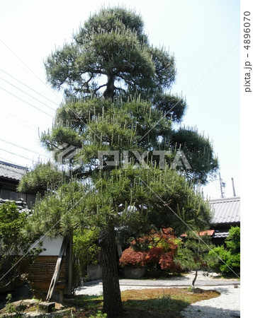 中山道　大井宿（岐阜県） 4896070