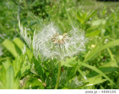 たんぽぽの綿毛 Fluff Of A Dandelion 花言葉 真実の愛の写真素材