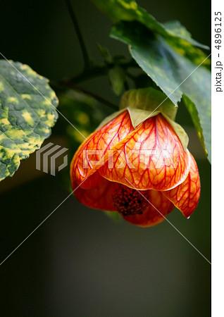 アブチロン ストリアツム 別名 猩猩花(しょうじょうか) アブチロン ストリアツム 別名 猩猩花(しょうじょうか) 4896125