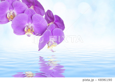 蘭の花 4896190