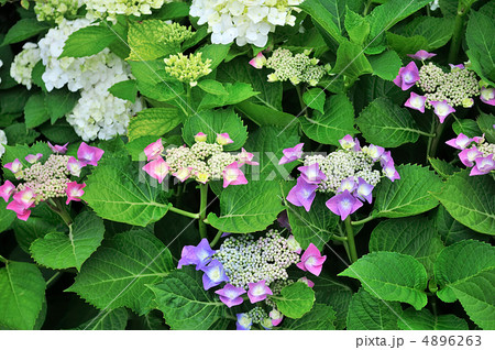 紫陽花(あじさい) 紫陽花(あじさい) 4896263