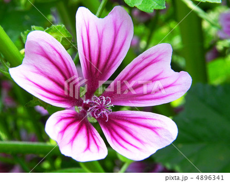 ゼニアオイ（銭葵） 4896341