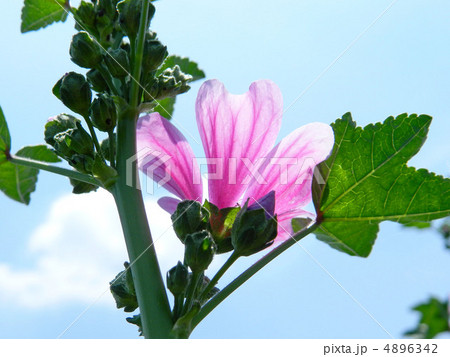 ゼニアオイ（銭葵） 4896342