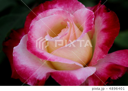 薔薇　ダブル・デライト 4896401