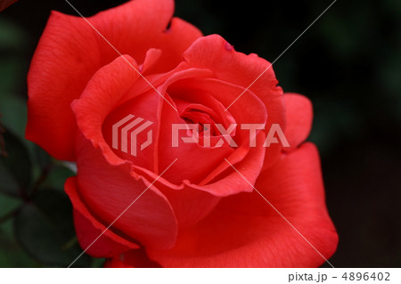 薔薇 スーパースター 薔薇 スーパースター 4896402