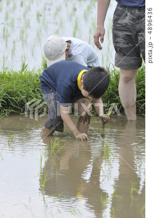 田植え 4896436