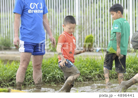 田植え 4896441