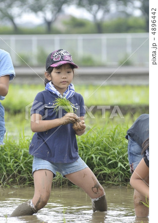 田植え 4896442