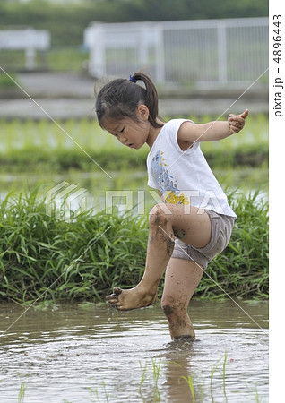 田植え 4896443