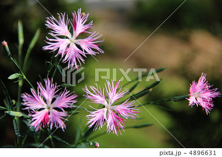 カワラナデシコ カワラナデシコ 4896631