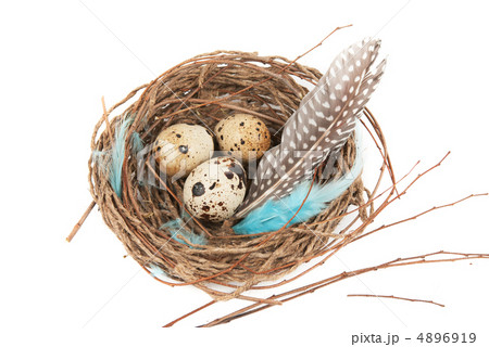 quail eggs 4896919