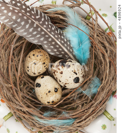 quail eggs quail eggs 4896924