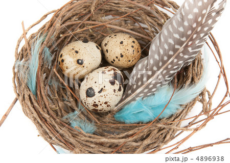 quail eggs quail eggs 4896938