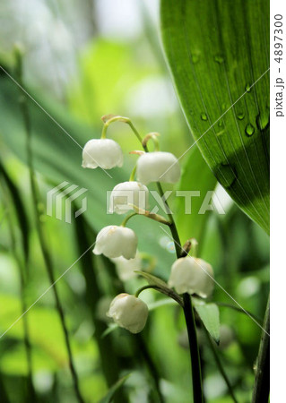 芦川の日本すずらん 芦川の日本すずらん 4897300