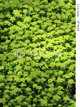 猫の目草の群生 猫の目草の群生 4897311