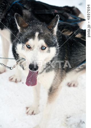 husky 4897694