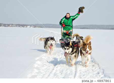 dog team at work 4897861