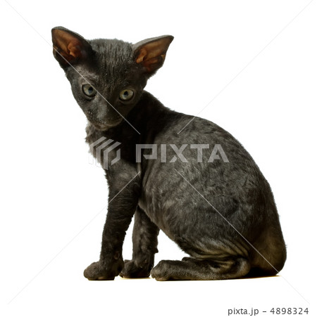 black kitten black kitten 4898324