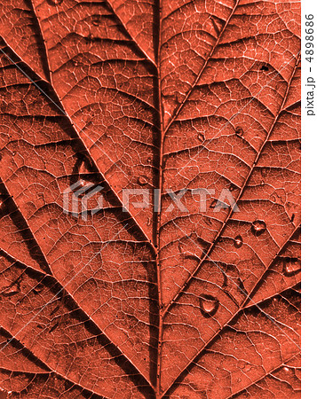 sheet tree sheet tree 4898686