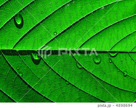 sheet tree sheet tree 4898694