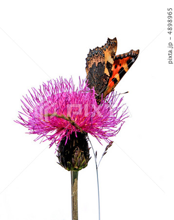 butterfly on flower 4898965