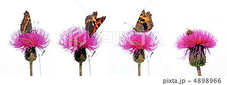 butterfly on flower butterfly on flower 4898966