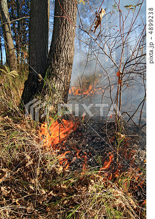 fire in wood 4899238