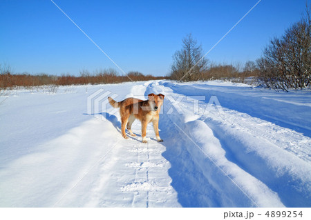 redhead dog on winter road 4899254