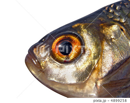 head roech on white background 4899258