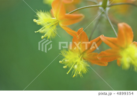 花アロエの花 花アロエの花 4899354