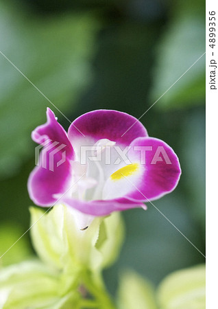 赤いトレニアの花 4899356