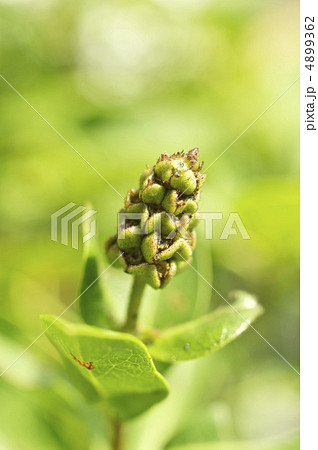 野草の種  4899362