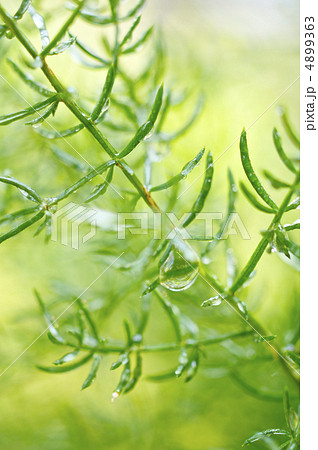 ほうき草の葉と水滴 4899363
