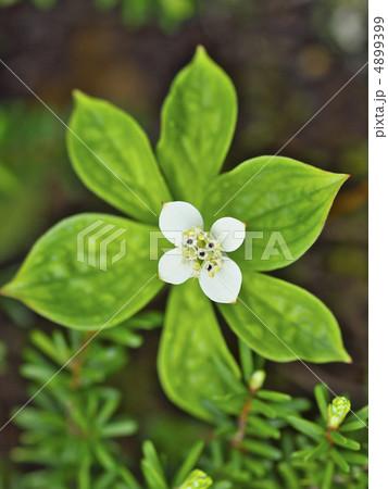 ゴゼンタチバナ ゴゼンタチバナ 4899399