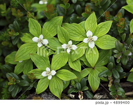 ゴゼンタチバナ ゴゼンタチバナ 4899400