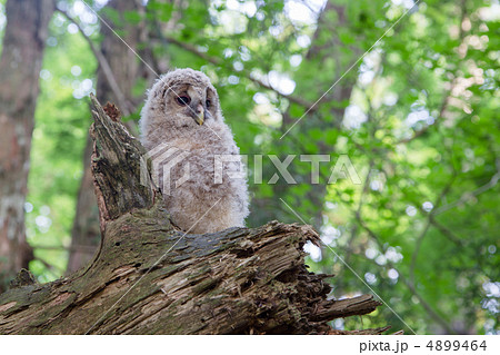 フクロウの雛 フクロウの雛 4899464