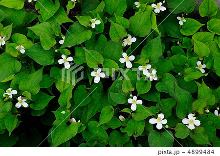 ドクダミ 4899484