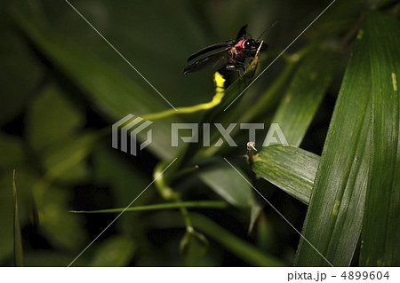 ゲンジボタル ゲンジボタル 4899604